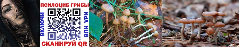 цена наркотик Ясногорск Псилоцибиновые грибы Cubensis